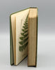 Thumbnail for Wayside and Woodland Ferns (1908)